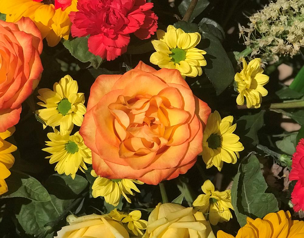 Orange rose